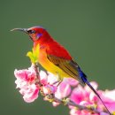 새야새야 이미지