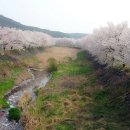 아미산 + 구절산 벚꽃길 + 갈산천 벚꽃길 갑니다. 이미지