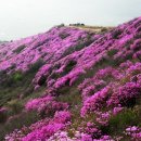 4월 테마 여수 영취산 진달래 산행 이미지