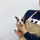 강아지분양 마이댕냥 일산점 | 강아지분양 마이댕냥 일산점 일산 일상강아지분양