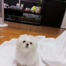 단비동물병원 이미지