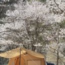 영월약수터 캠핑장 | 영월캠핑장 단풍캠핑 벚꽃캠핑 레전드인 곳 영월약수터캠핑장 명당자리