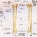 knee joint 강의 후 정리 이미지