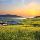 맹방유채꽃마을 이미지