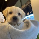 드림독 강아지분양 안심분양센터 잠실점 이미지