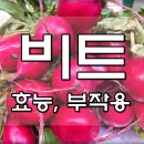 비트효능 이미지