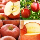 한우리영농법인 | 맛있는 겨울 부사...장길영 사과를 먹어봤어요!