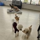 월 스트리트 애견유치원 이미지