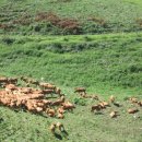 코뚜레목장 이미지