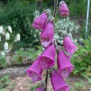 행복을주는꽃 이미지