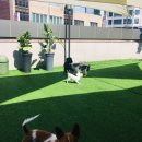 애견의 집 이미지