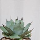 agave truncata에 새잎이 돋아나다. 이미지