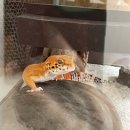 박찬컴퍼니 | 사육용품리뷰(JIF용품들)