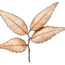 갤러리수