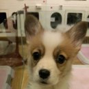 플란다스 이미지