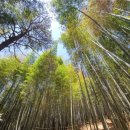 죽녹원로 이미지