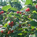 좌상바위 이미지