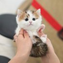 부산고양이분양미유펫 | 곡성고양이무료분양 미유펫 후기 공유해요