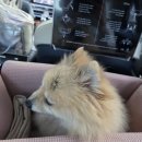 보리펫택시 | 애견 펫택시 창업 9년의 기록, 펫브라더스가 단골 고객이 많은 이유