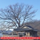 삼귀(중앙) 네이버블로그