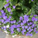 김촌저수지 이미지