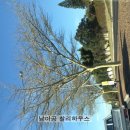 황금빛 민박 이미지