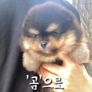 댕집사장 포메라니안 이미지