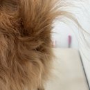 폼#반려견미용실 이미지