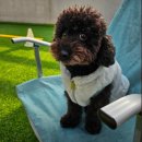 강아지천국 이미지