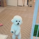 멍베베그루밍 이미지