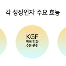 케이지에프(KGF)