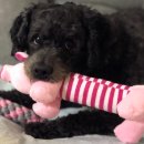 가오약품 이미지