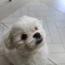 하울링