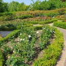 한밭영농조합 | 20230516 대전 한밭수목원 동원 장미원 방문후기 2부 고고.