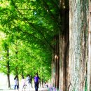 군청 메타세콰이어길 이미지