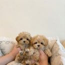 퍼피얌 그루밍 이미지