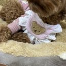 <b>코지</b><b>독</b> DIY키트 강아지케이프 쉽게 만들어요.