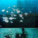 해군목장 이미지