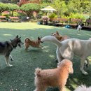 두리멍쉴 애견유치원 이미지