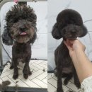 펫플러스라이프 이미지