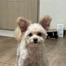 순심이네 펫살롱 네이버블로그