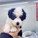 대구강아지분양원펫 | 대구 강아지분양 비교하며 직접 다녀온 후기