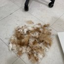 미용특공대 | 수원 고양이 미용 목욕 추천 이쁘면다냥 다녀왔어요