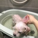 빵순돌이네 이미지