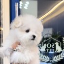 타이니펫 송파헬리오시티점 이미지