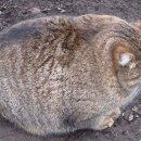 홀리크로스 이미지