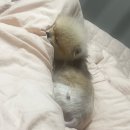 포산동물병원 | 포메라니안 알로페시아 진행과정 그리고 극복 후기