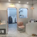 주부토로172번길 | {인천, 애견미용실, 추천!) 로즈멍 로즈멍, 맞춤 케어로 안심