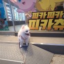 하실길 | 신논현맛집 [빽돈 강남 신논현] 삼겹살 가성비 최고 회식 추천 맛집