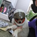 도그랭 강아지놀이방 이미지